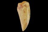 Serrated, Raptor Tooth - Real Dinosaur Tooth #133406-1